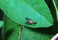 Trypetoptera punctulata